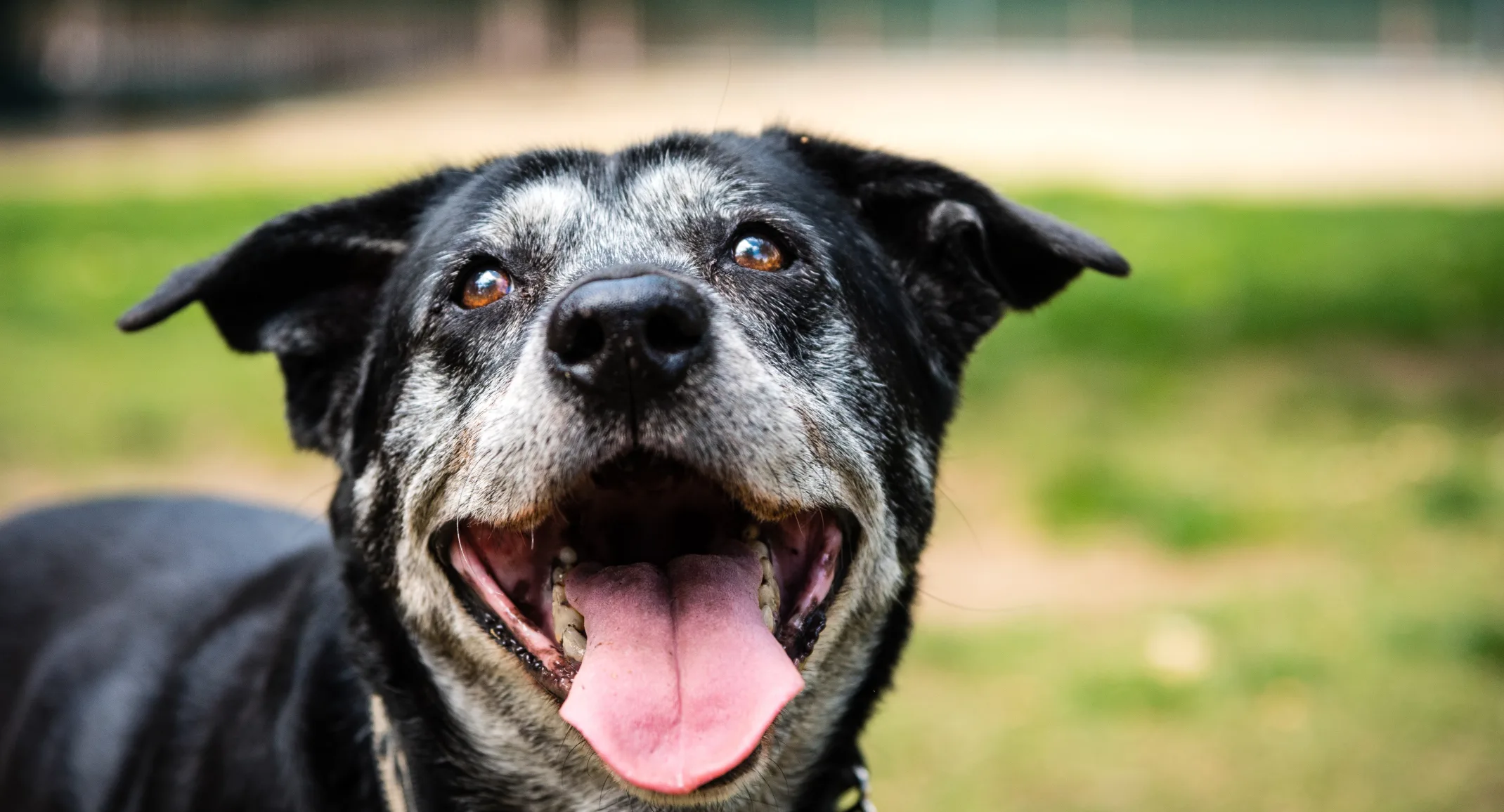 Elderly dog outside in a park with mouth open and tongue out